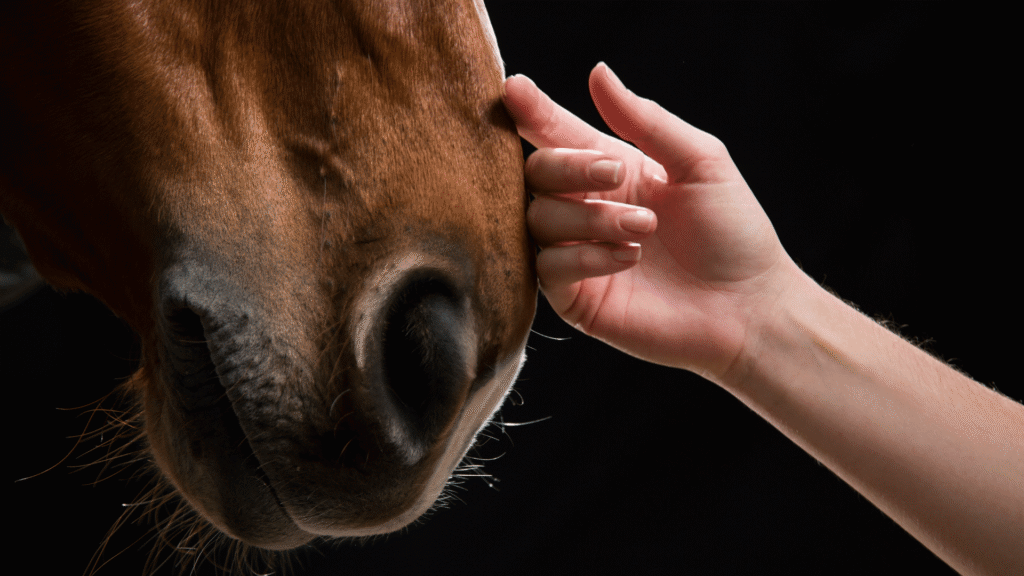 materiały do pobrania